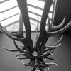 Oblong hanging lamp made of red deer antlers