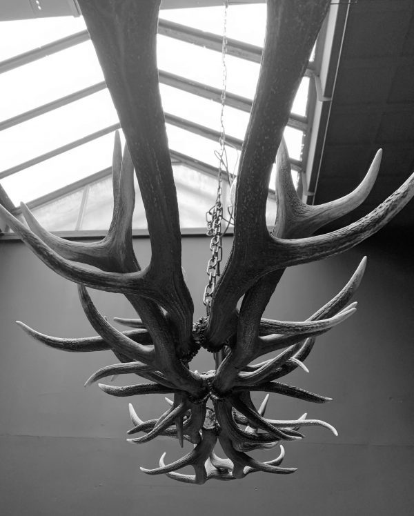 Oblong hanging lamp made of red deer antlers