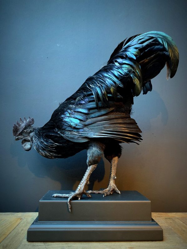 Mounted special Cemani rooster