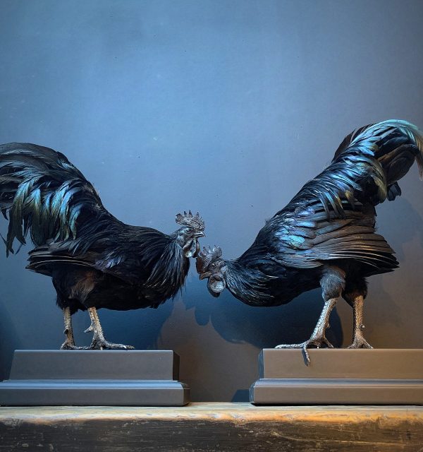 Mounted special Cemani rooster