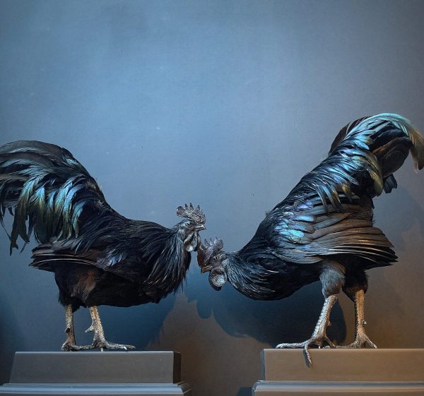 Mounted special Cemani rooster