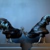 Mounted special Cemani rooster