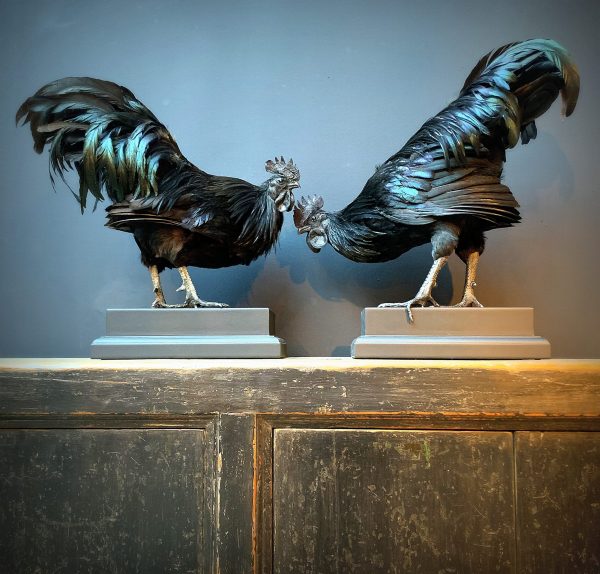 Mounted special Cemani rooster