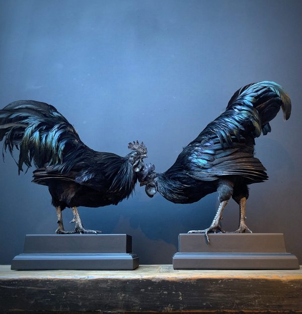 Mounted special Cemani rooster