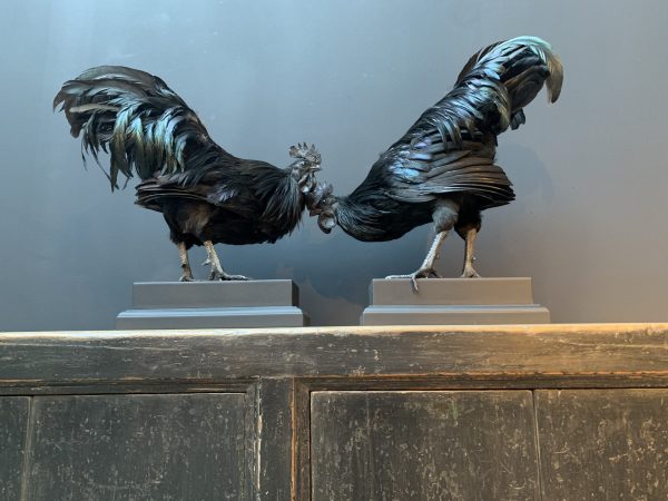 Mounted special Cemani rooster