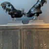 Mounted special Cemani rooster