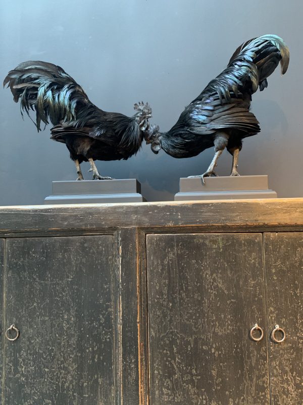 Mounted special Cemani rooster