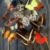 Antique oval dome filled with a mix of colorful butterflies in autumn colors