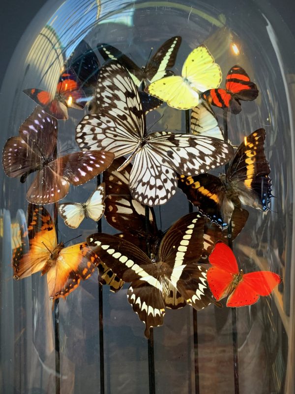 Antieke ovale stolp gevuld met een mix van kleurrijke vlinders (herfsttinten)