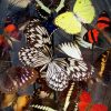 Antique oval dome filled with a mix of colorful butterflies in autumn colors