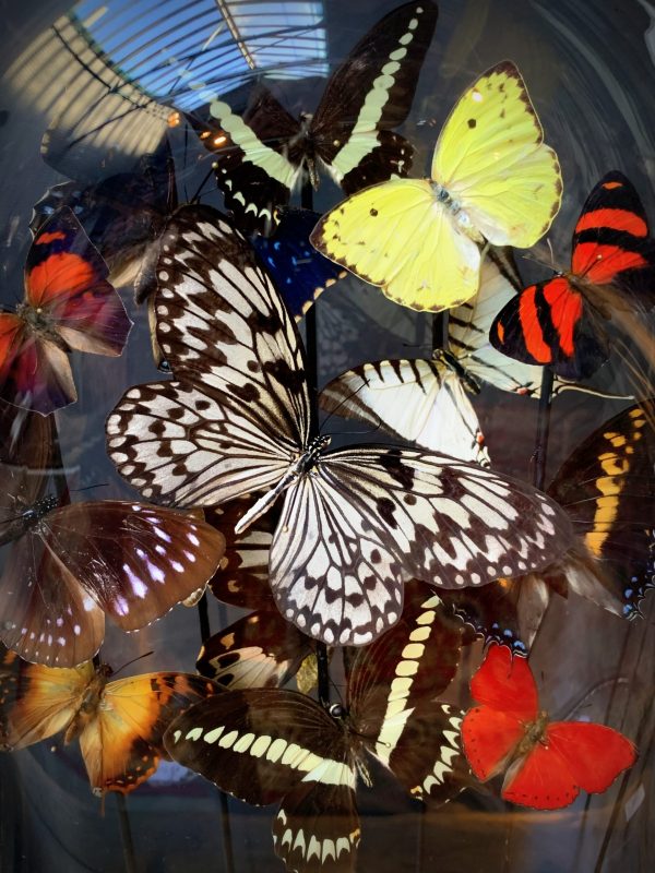 Antieke ovale stolp gevuld met een mix van kleurrijke vlinders (herfsttinten)