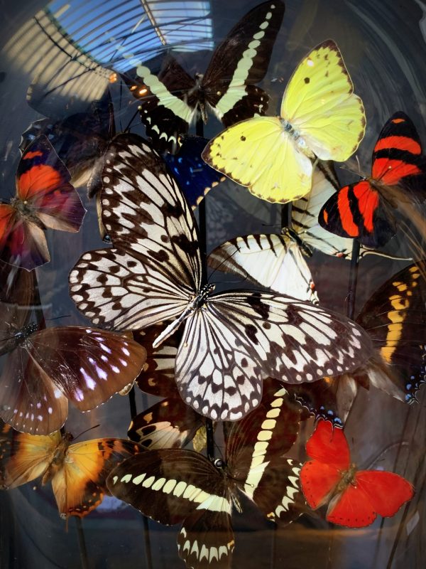 Antique oval dome filled with a mix of colorful butterflies in autumn colors