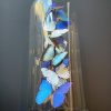 Antique bell jar filled with a mix of colorful butterflies in autumn colors