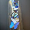 Antique dome with Morpho mix butterflies