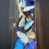 Antique dome with Morpho mix butterflies