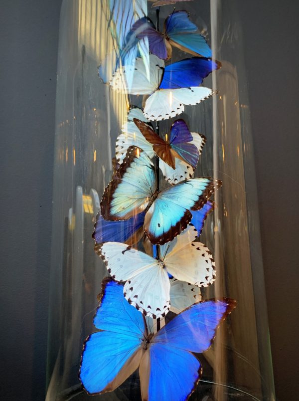 Antique dome with Morpho mix butterflies