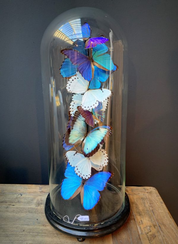 Antique dome with Morpho mix butterflies