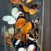 Antieke stolp gevuld met een mix van kleurrijke vlinders (herfsttinten)