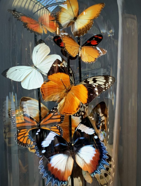 Antique dome filled with a mix of colorful butterflies in autumn colors