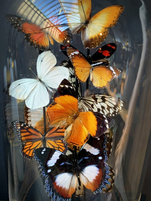 Antique dome filled with a mix of colorful butterflies in autumn colors