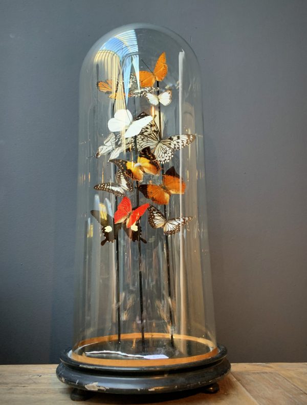 Antique bell jar filled with a mix of colorful butterflies in autumn colors