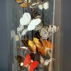 Antique bell jar filled with a mix of colorful butterflies in autumn colors