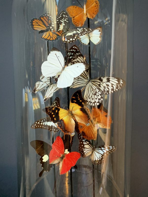 Antique bell jar filled with a mix of colorful butterflies in autumn colors