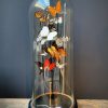 Antique bell jar filled with a mix of colorful butterflies in autumn colors