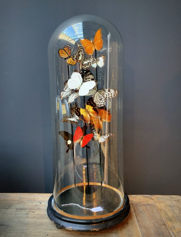 Antique bell jar filled with a mix of colorful butterflies in autumn colors