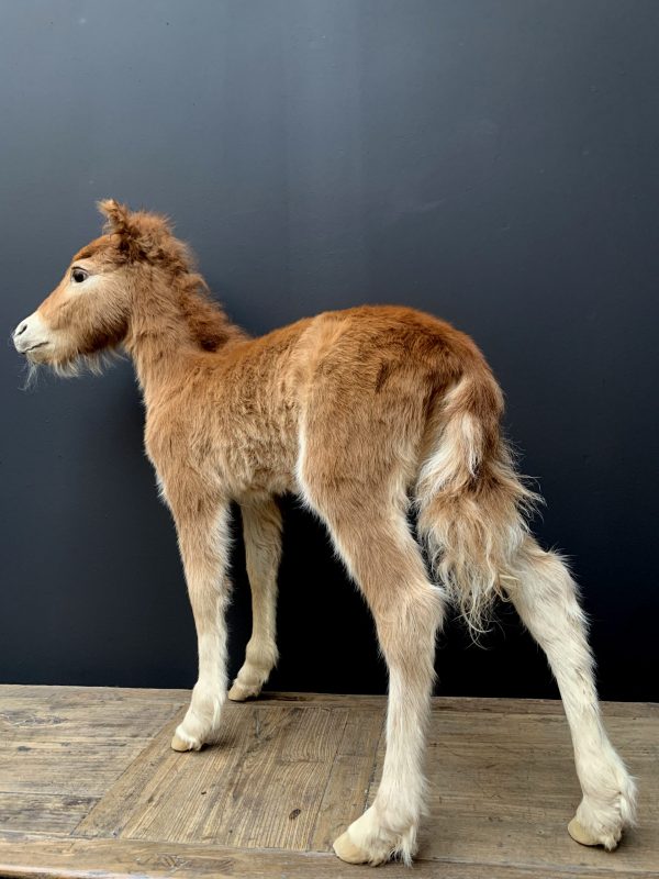Recently stuffed foal of a pony