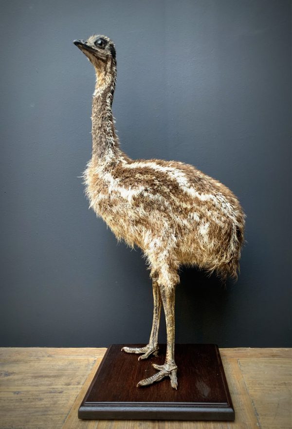 Küken eines Emu