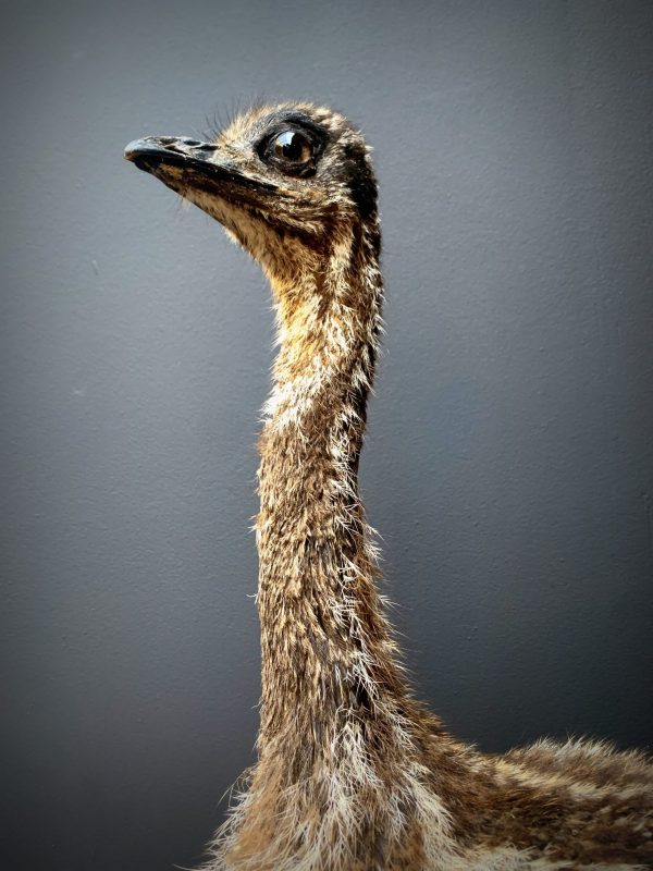 Young emu.