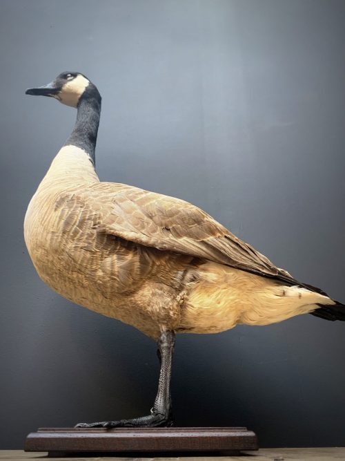 Mounted Canadian Goose