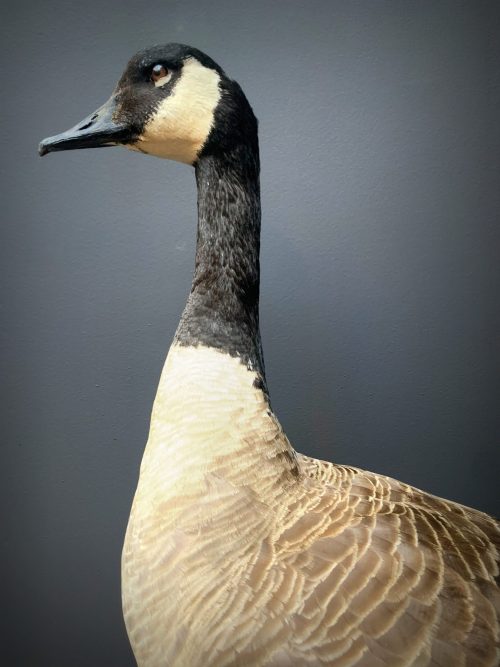 Mounted Canadian Goose