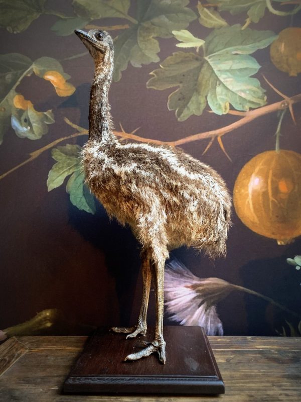 Küken eines Emu