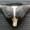 Kürzlich taxidermischer Kopf eines Springböckchens
