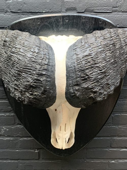 Riesiger Schädel eines Büffel