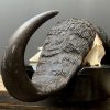 Schedel van een grote kafferbuffel