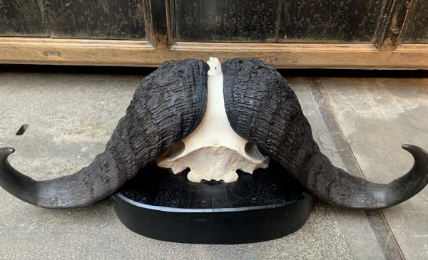 Huge skull of cape buffalo