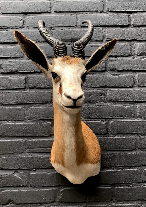 Recently taxidermy head of a springbok