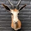 Recently taxidermy head of a springbok