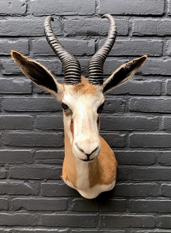 Recently taxidermy head of a springbok