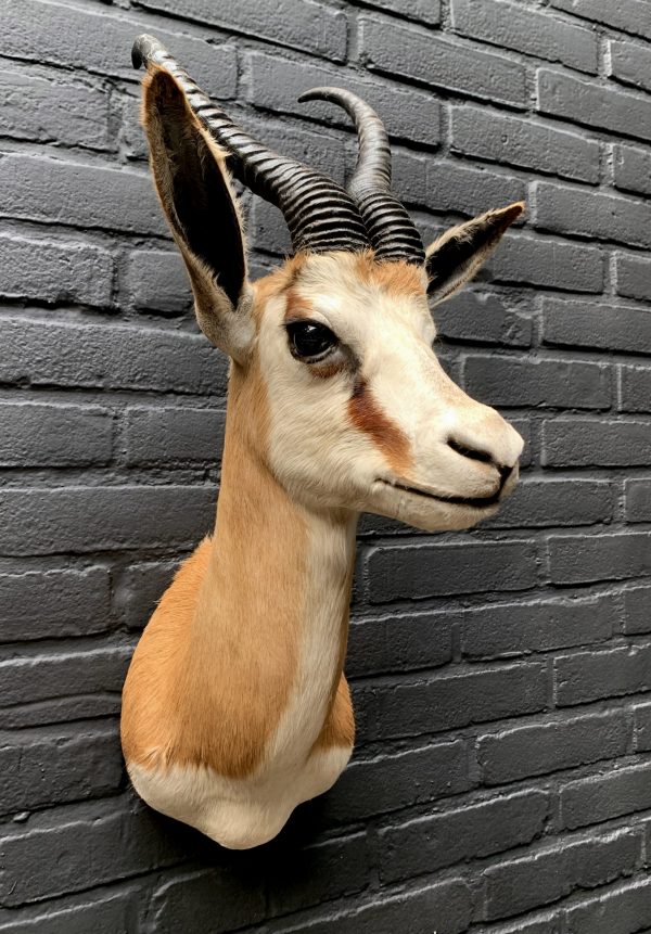 Recently taxidermy head of a springbok