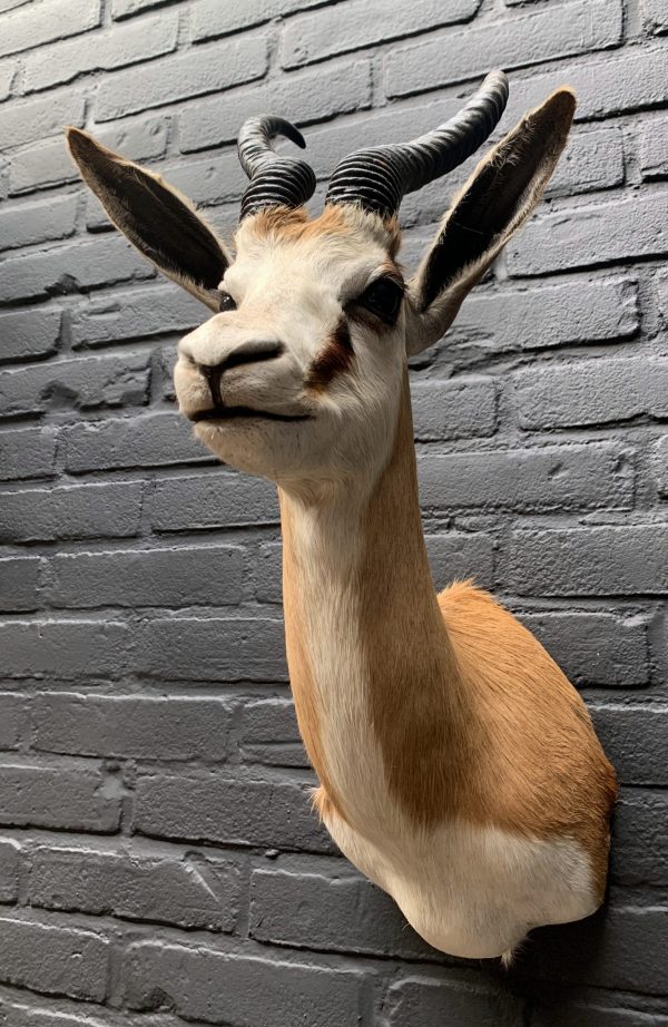 Recently taxidermy head of a springbok