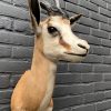 Recently taxidermy head of a springbok