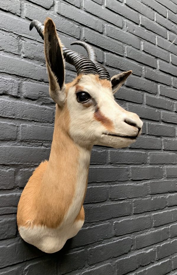 Recently taxidermy head of a springbok