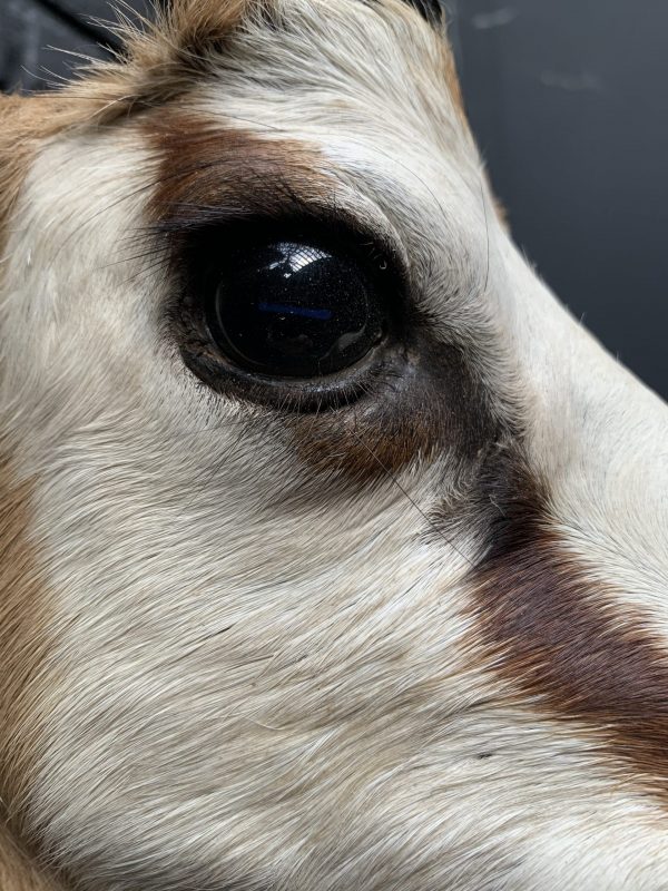 Recently taxidermy head of a springbok