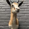 Recently made taxidermy head of a springbok