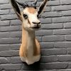 Taxidermy head of a springbok