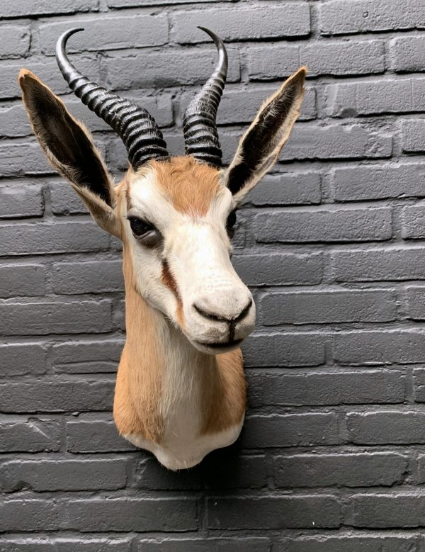 Taxidermy head of a springbok